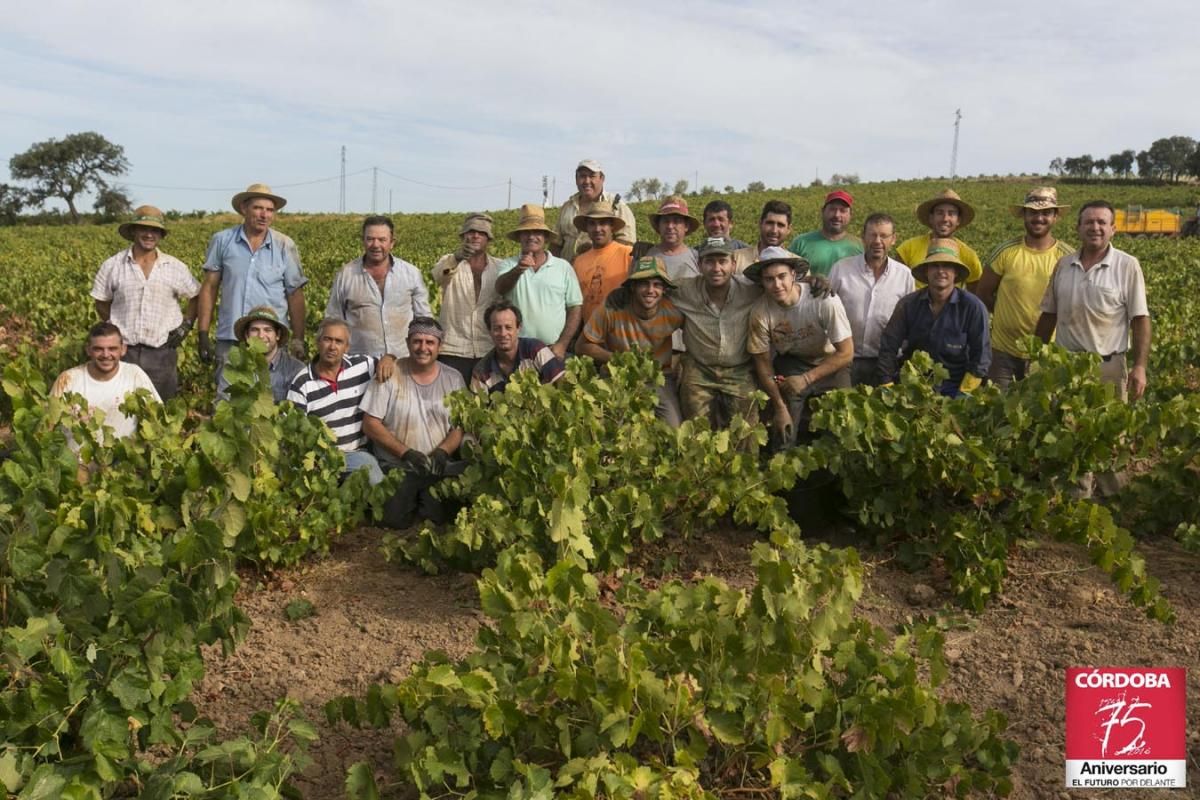 Vendimia en Montilla Moriles.