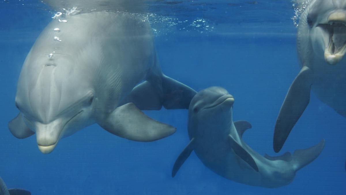 Kai, nuevo delfín en l&#039;Oceanogràfic de Valencia, nacido en mayo en medio del confinamiento