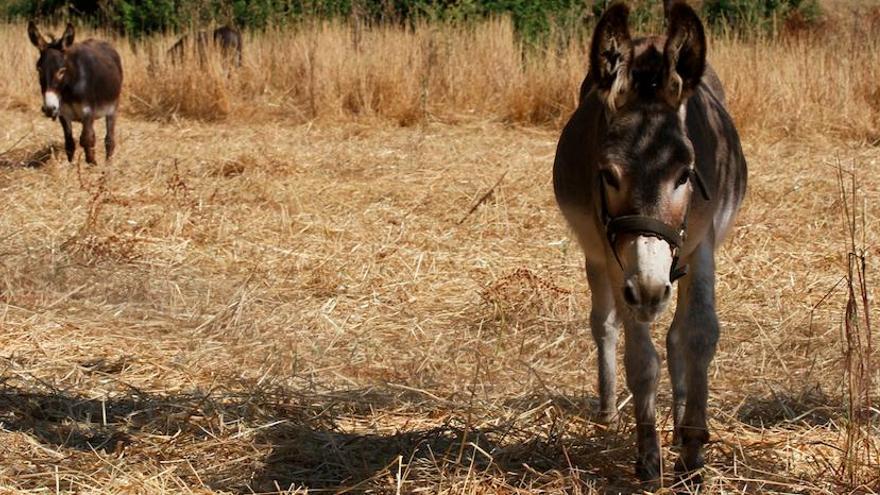 Wie die Trockenheit zur Bedrohung wird - und wann sie uns schützt