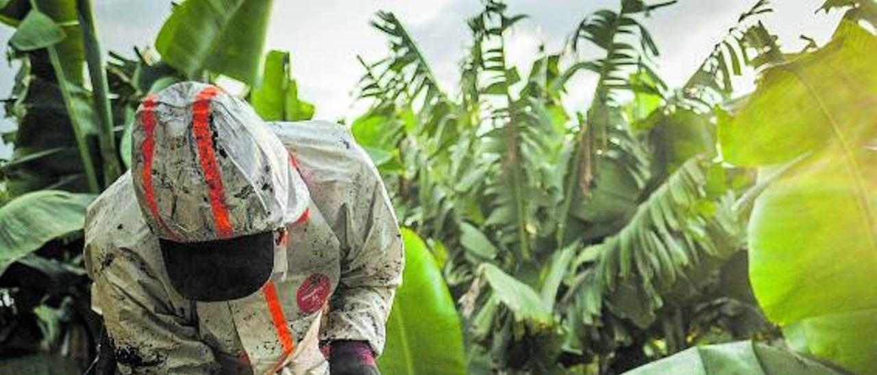 Un agricultor, con protección frente a la ceniza del volcán, intenta salvar la producción de su finca.