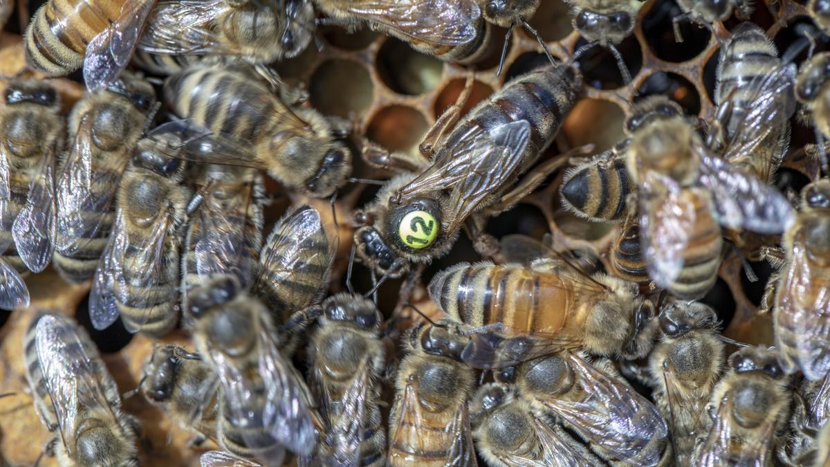 Una abeja reina, marcada para una identificación rápida y fácil, en una colonia de abejas.