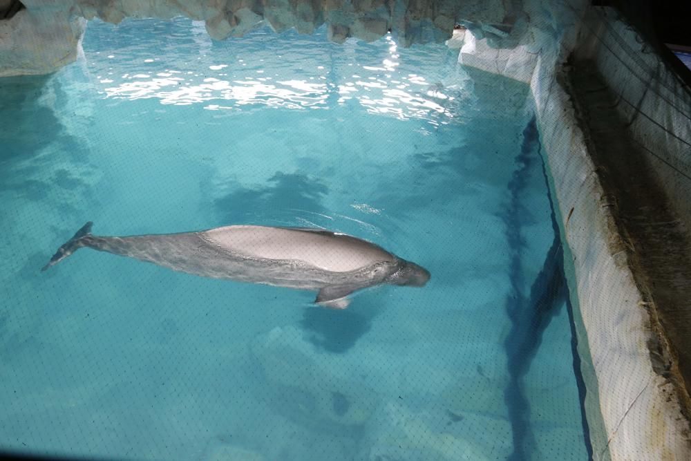 Inauguración del nuevo Oceanogràfic