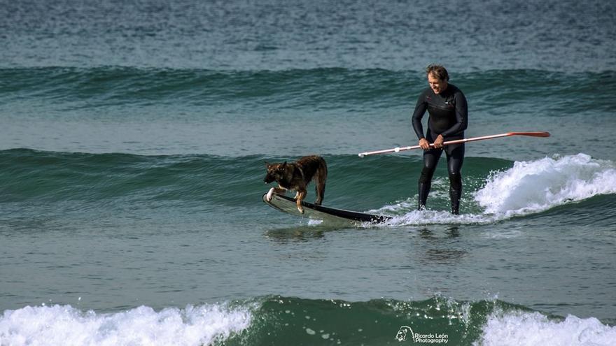 Perros al agua sobre la tabla: Salinas acoge el I Campeonato Europeo de surf canino