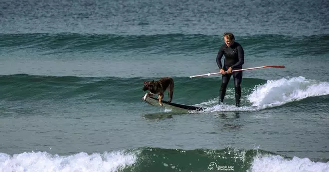 Perros al agua sobre la tabla: Salinas acoge el I Campeonato Europeo de surf canino