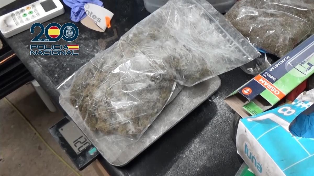 Marihuana en bolsas.