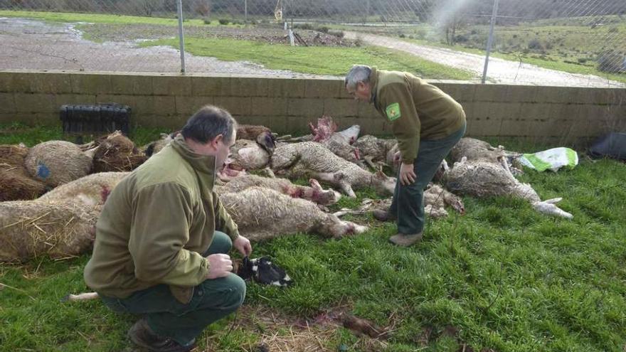 Agentes medioambientales observan los cadáveres de las ovejas tras la lobada en Alcañices.