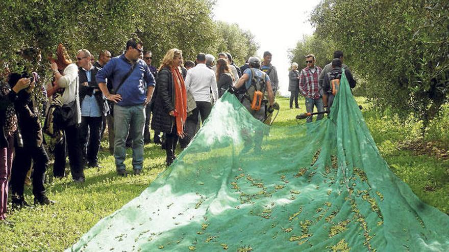 Un centenar de invitados visitaron las parcelas de olivos.