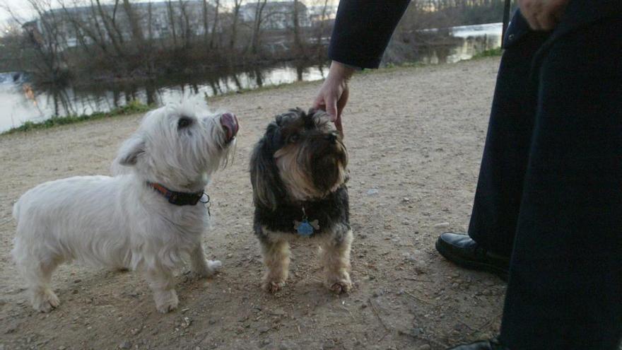 Perros en una imagen de archivo junto al río Duero.