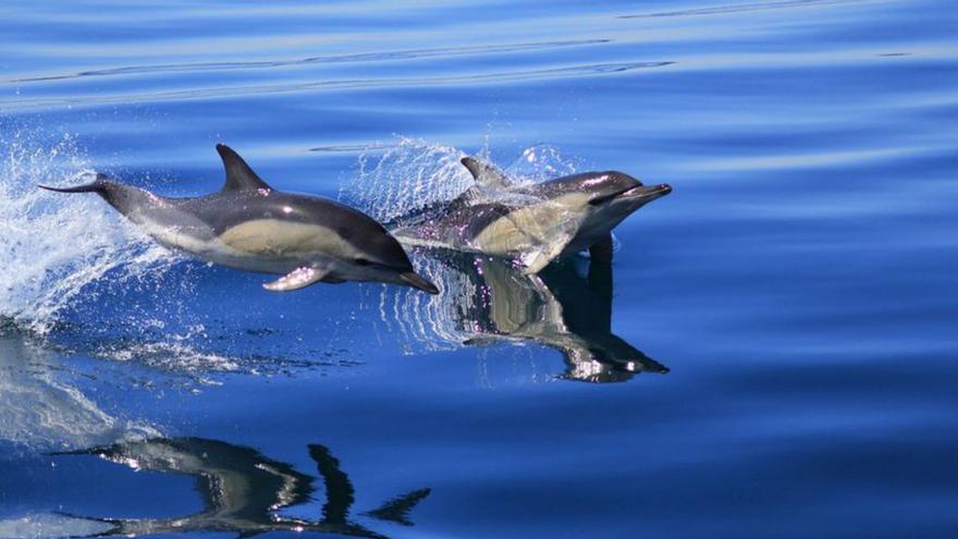 Los delfines cambian su posición en la cadena trófica por la falta de presas