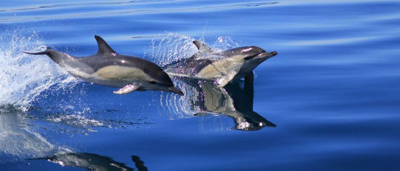 Dos delfines comunes nadando juntos. |