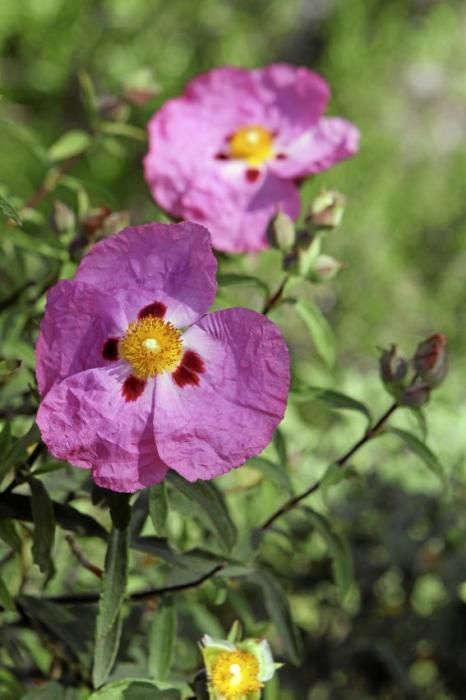 In Ariant blühen die mediterranen Pflanzen um die Wette. In dem von Heidi Gildemeister entworfenen Garten wird vieles den Launen der Natur und dem Zufall überlassen. Aber nicht alles.