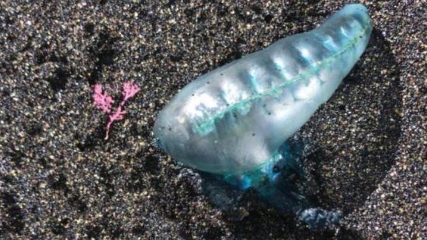 Uno de los ejemplares de medusa retirados por los socorristas de la playa del Bollullo.