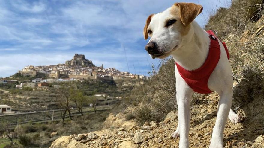 Pipper, el popular perro ‘influencer’ que ha dado la vuelta a España, llega a Morella
