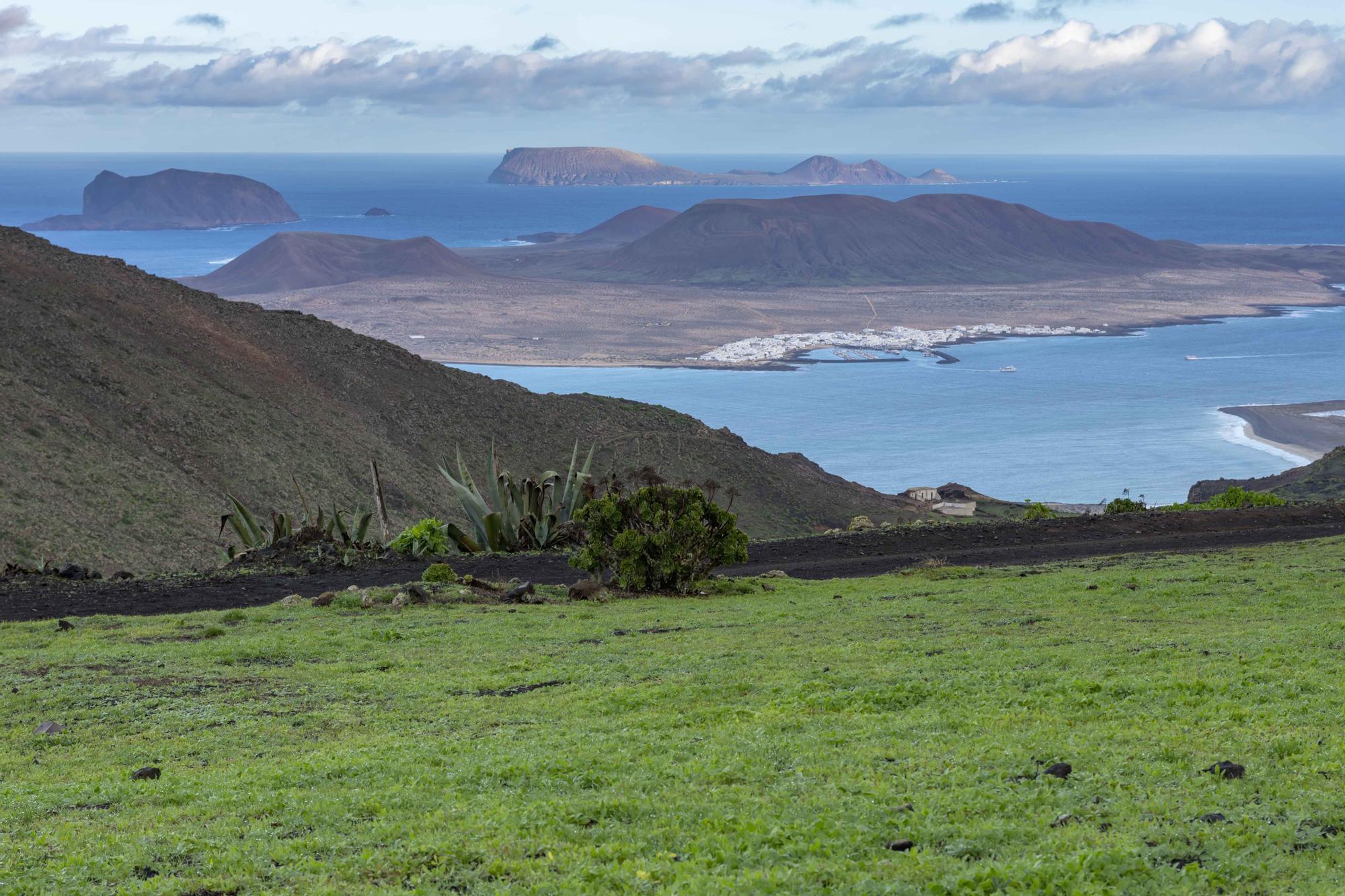 El norte de Lanzarote se tiñe de verde tras las recientes lluvias de este invierno
