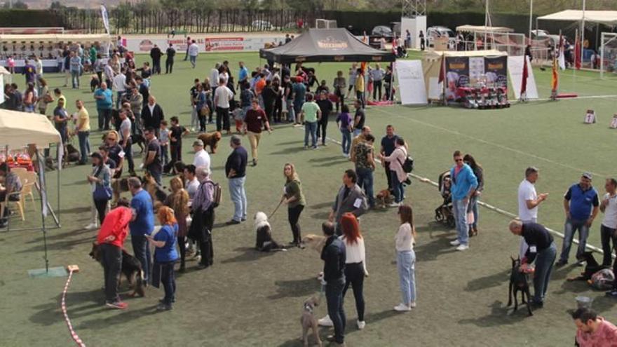 Los ejemplares ganadores del concurso canino.