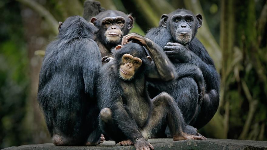 Los bonobos intercambiaban señales de entrada y miradas mutuas antes de jugar en el 90% de las veces y los chimpancés en el 69%.