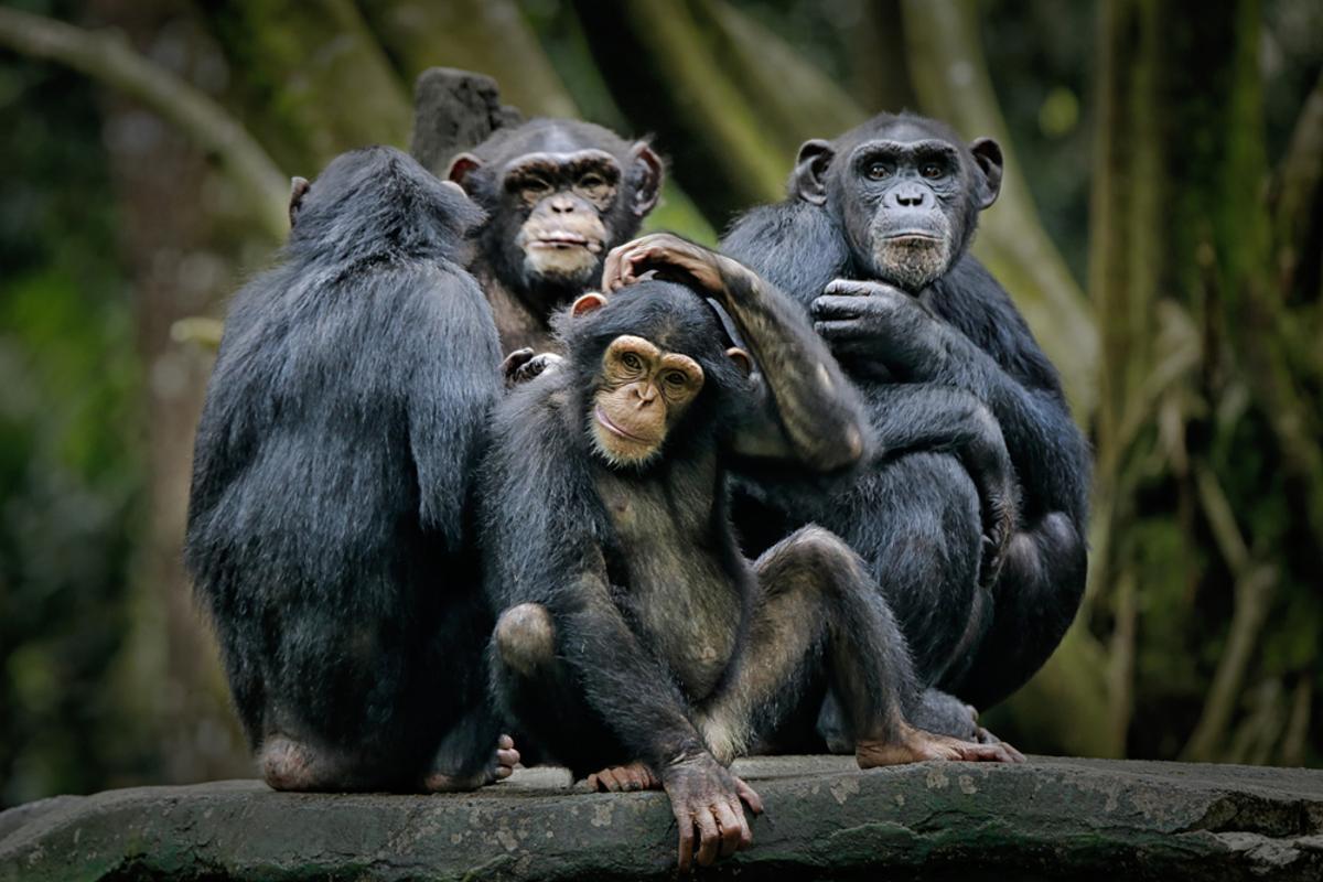 Los bonobos intercambiaban señales de entrada y miradas mutuas antes de jugar en el 90% de las veces y los chimpancés en el 69%.