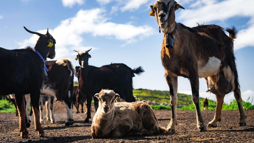 The Cabildo allocates 1.3 million in aid for the feeding of cattle in Tenerife