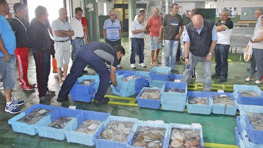 Cajas de pulpo en la lonja de Bueu momentos antes de la subasta. // Santos Álvarez