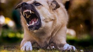 Los mitos detrás de los ataques de perros: cómo la agresividad no está determinada solo por la raza