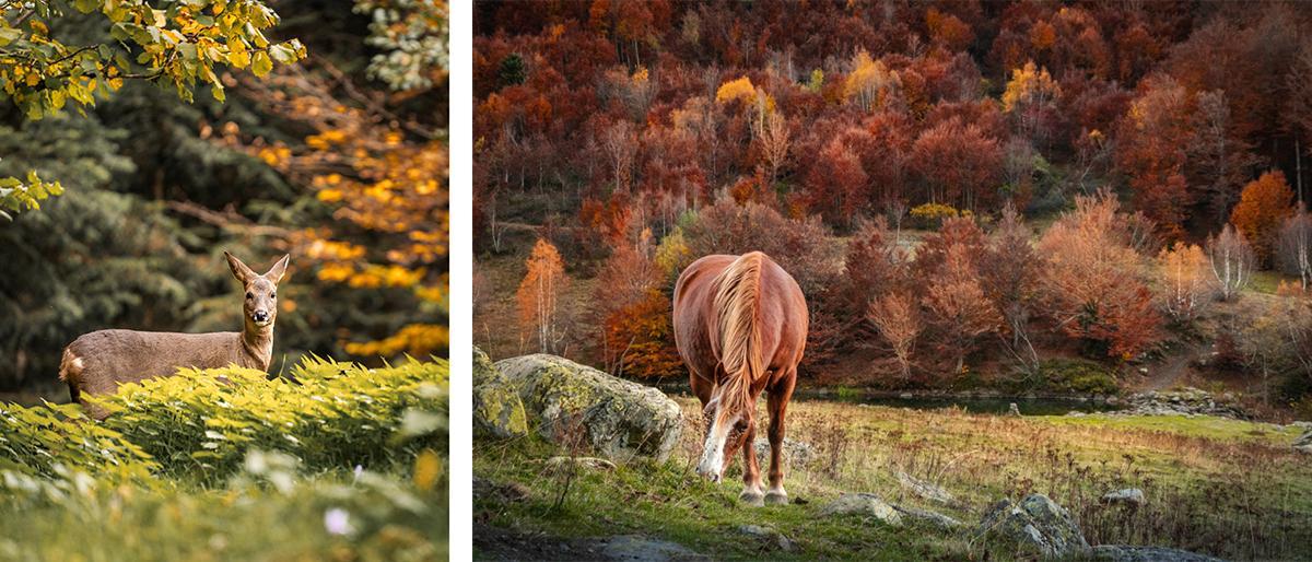 Fauna de la Val d'Aran en plena naturaleza