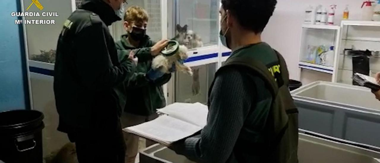 Agentes de la Guardia Civil en uno de los establecimientos que vendían perros del extranjero. | | GUARDIA CIVIL