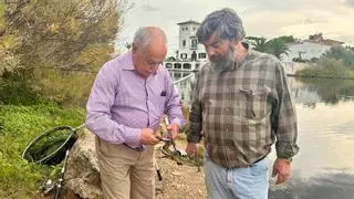 El Consell de Mallorca autoriza capturar cangrejo azul para combatir su proliferación