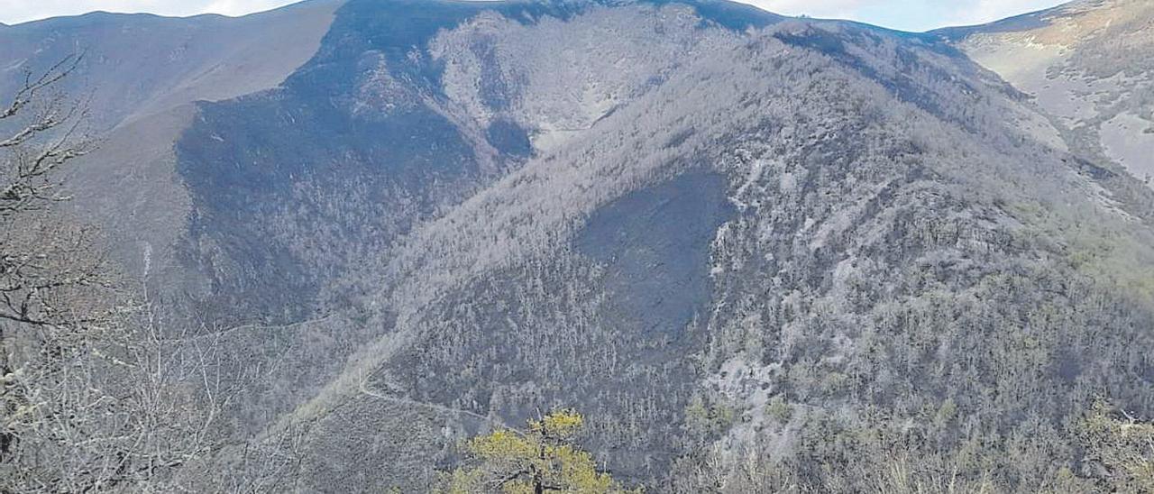 El monte Valdebois, en la Reserva Natural Integral de Muniellos, ayer, calcinado. | Geotrupes