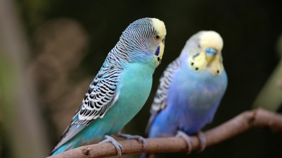 Descobreix quines són les mascotes que ja no podran tenir-se a casa amb la nova llei