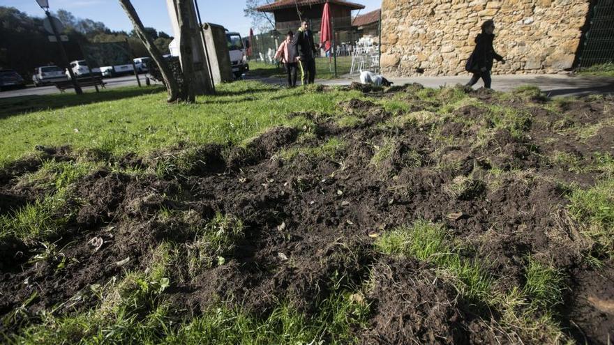 Daños provocados por los jabalíes en el parque de Invierno.