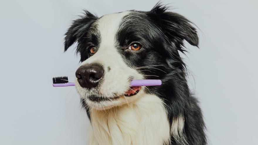 ¿Sabes cómo limpiar los dientes de tu perro? Te enseñamos cómo hacerlo correctamente