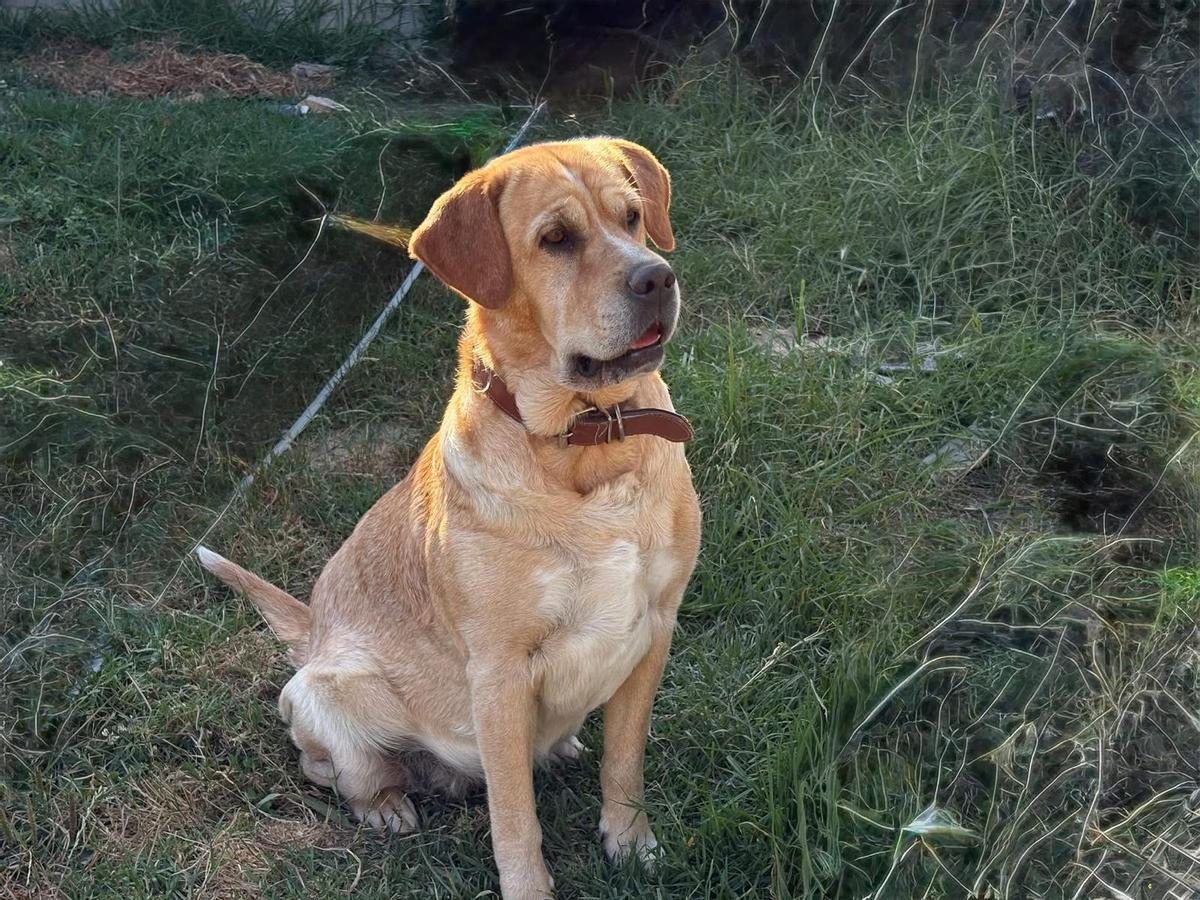 La perra "Brandy", para la que buscan un hogar.