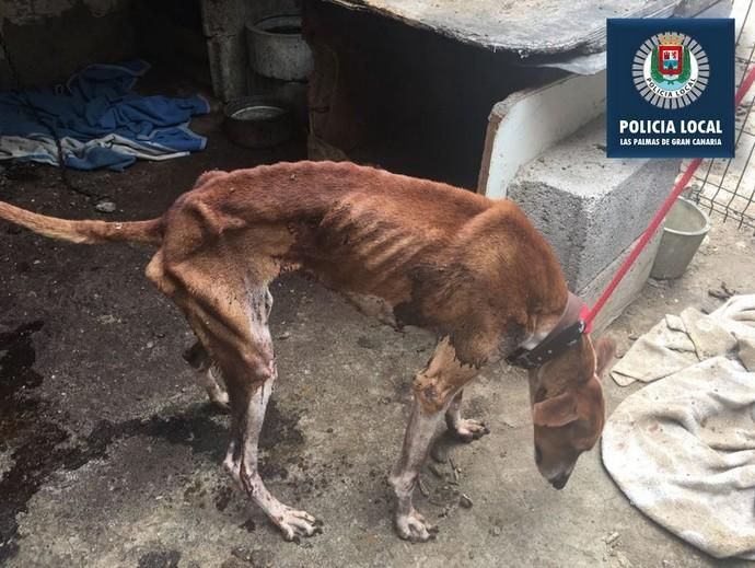 La Policía Local rescata a cuatro perros e imputa a su dueño por un presunto delito de maltrato animal