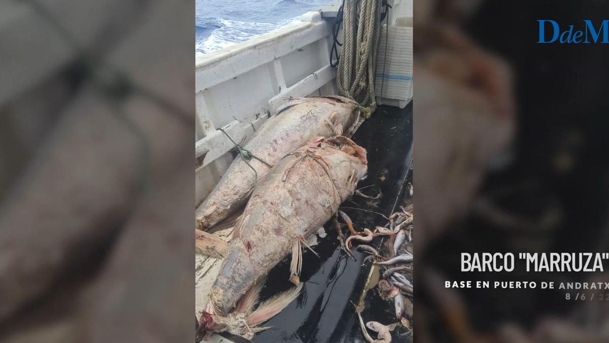 Denuncian que barcos de cerco venidos de fuera dejan atunes rojos muertos en el mar