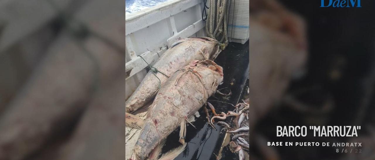 Denuncian que barcos de cerco venidos de fuera dejan atunes rojos muertos en el mar