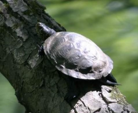 Las especies amenazadas en Galicia