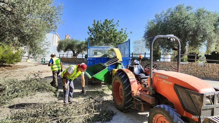 Vinaròs sanea el arbolado del entorno de la ermita