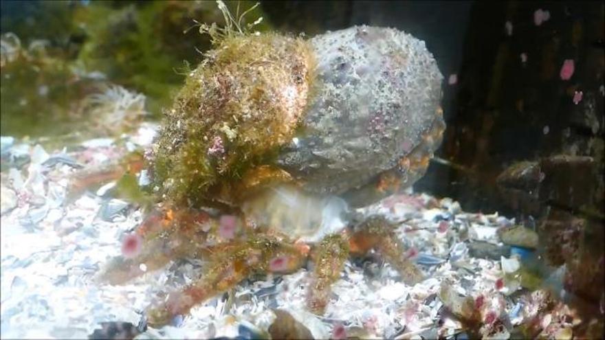 Espectaculares imágenes de una centolla en el momento de mudar su caparazón