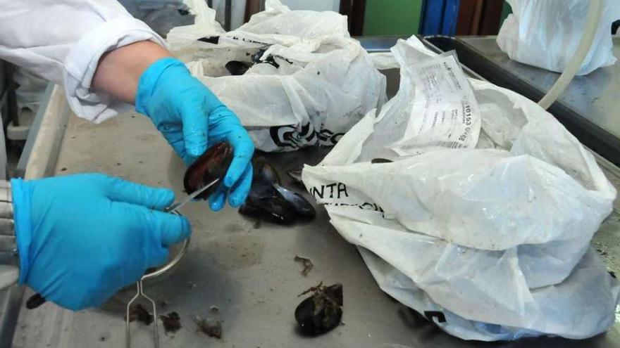 Preparación de mejillones en los laboratorios del Intecmar para someterlos a análisis. // Iñaki Abella