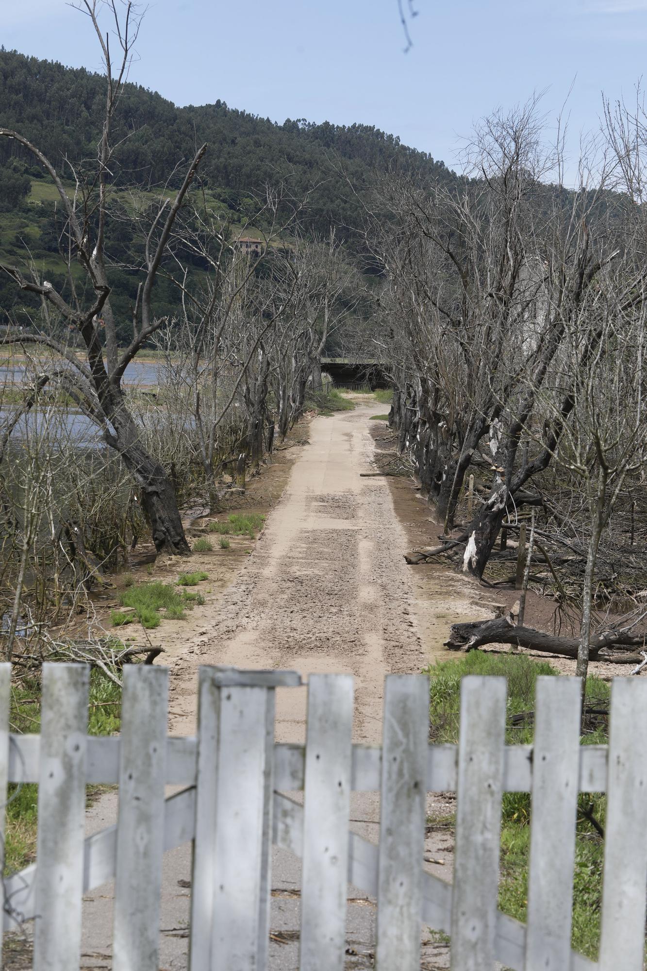La ría de Villaviciosa se malbarata: la ruina de un entorno privilegiado asturiano