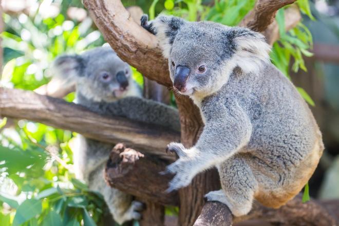 Santuario de Koalas, Brisbane