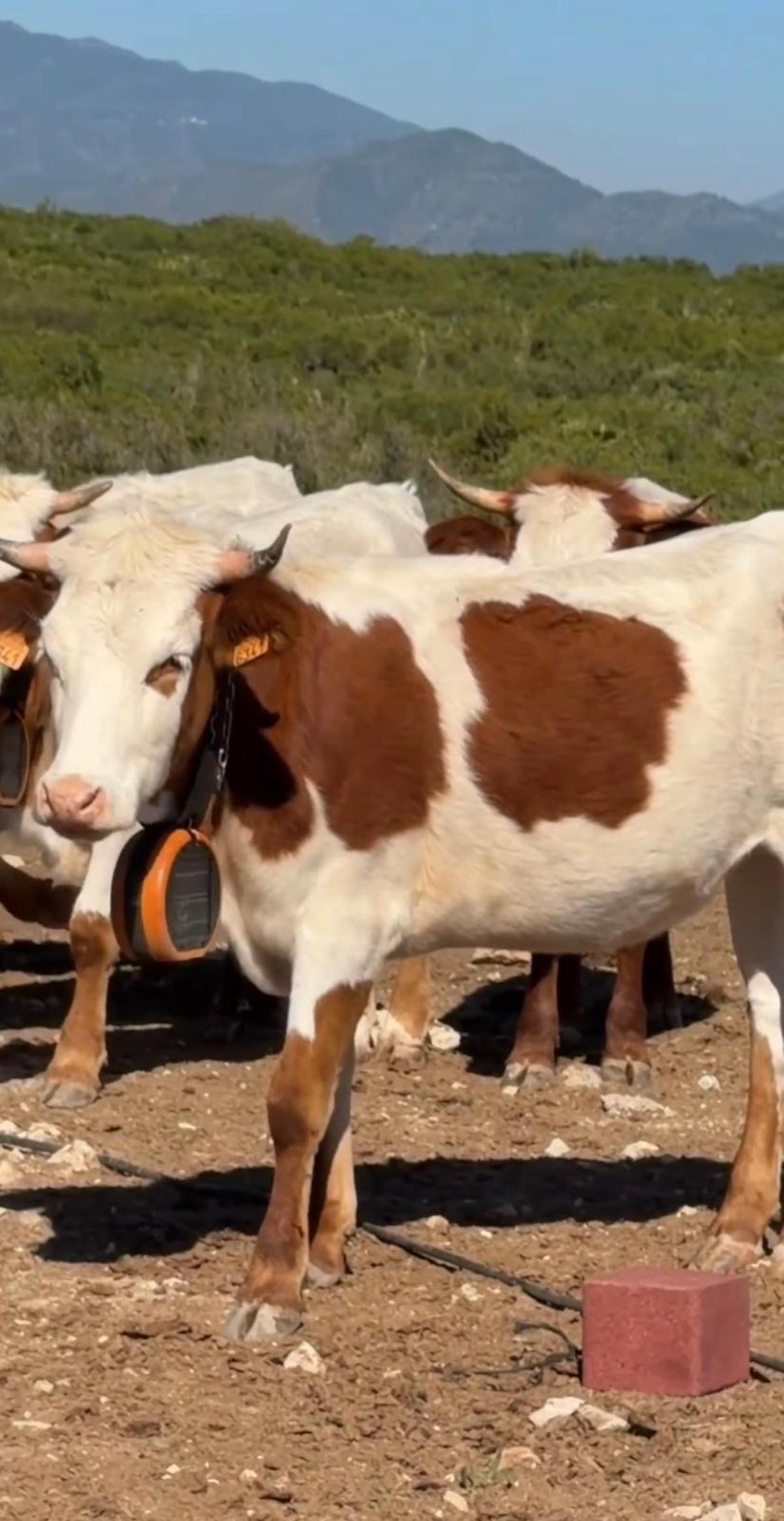 Las vacas forman parte del "bestiar bomber" del Verger