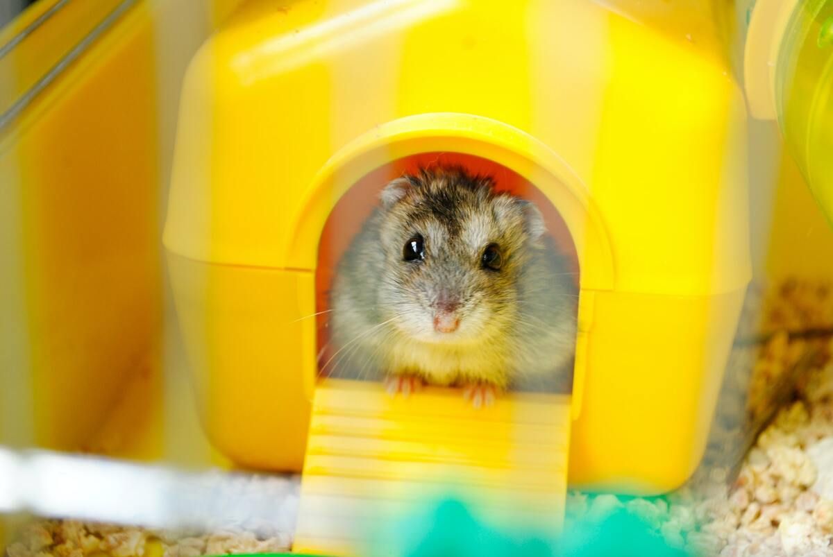 Protección contra la infección letal conferida en hamsters por las