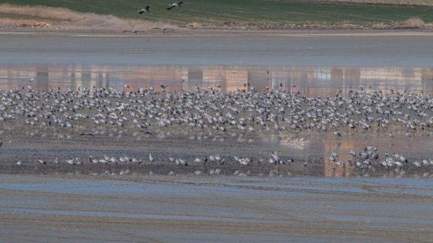 Cerca de 30.000 grullas reposan en Gallocanta en su tránsito hacia África