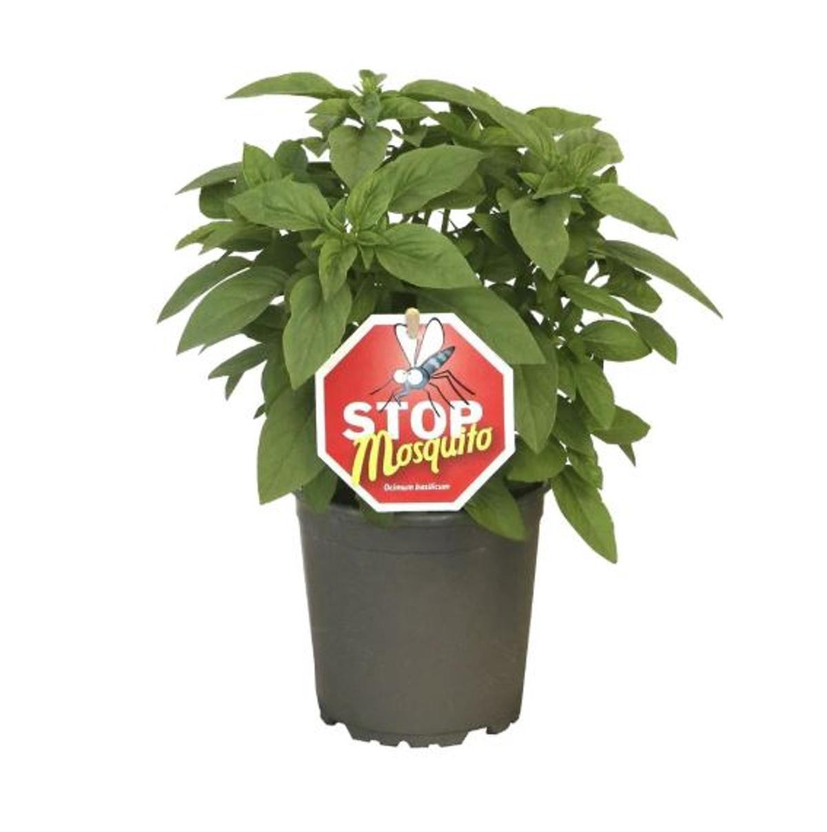 Mañana se esperan colas kilométricas en Lidl para conseguir la planta de terraza o balcón que no deja que pasen los mosquitos: por solo 2,99 euros