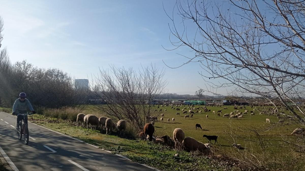 Rebaño de ovejas junto al Anillo Verde Norte, cerca del puente de la autopista sobre el Ebro