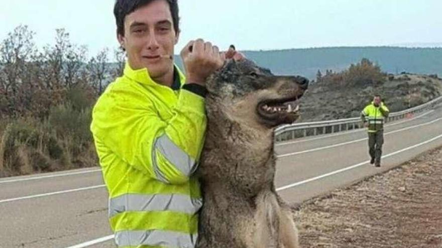 El miembro del retén, con el lobo atropellado.