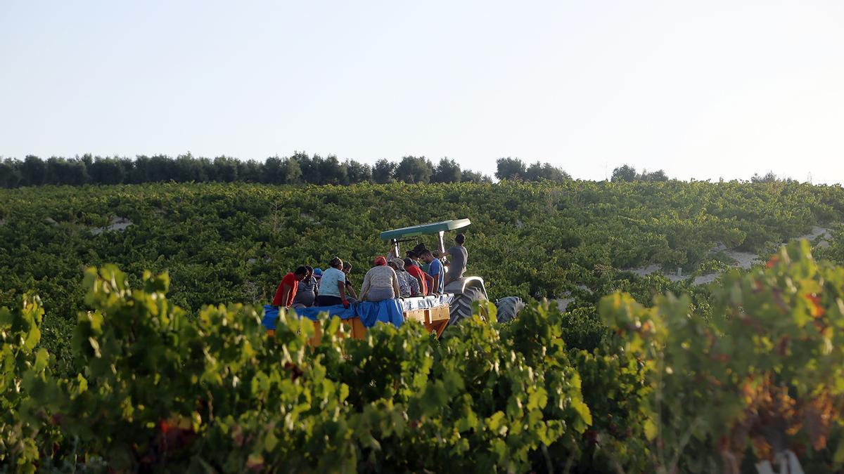 Un tractor transporta a un grupo de vendimiadores por un viñedo de la Sierra de Montilla.