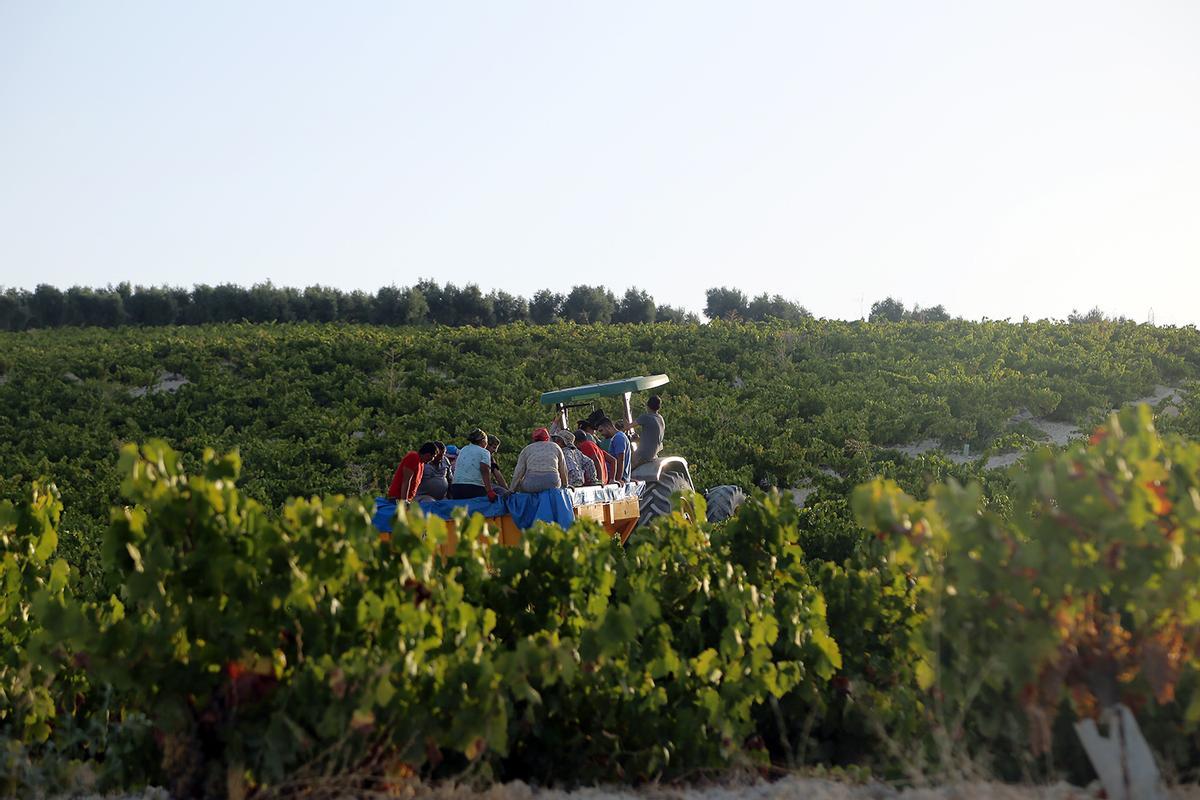 Un tractor transporta a un grupo de vendimiadores por un viñedo de la Sierra de Montilla.