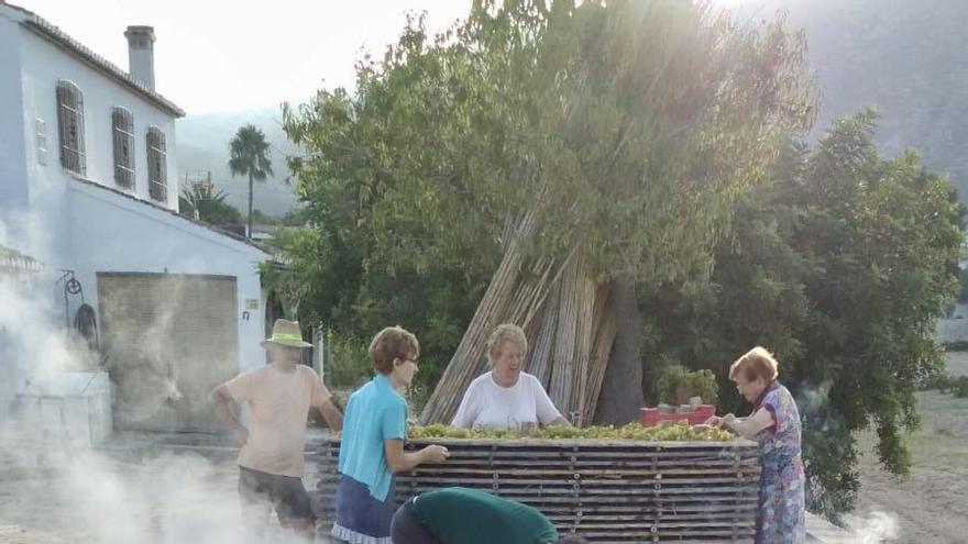 Las imágenes de «l´escaldà» no distan mucho de las de hace más de un siglo; el proceso de transformación de la uva moscatel en pasa se mantiene intacto. En la imagen, la caldera y los cañizos «empilats».